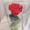 Rosa Roja San Valentin Rosa Preservada con Tallo