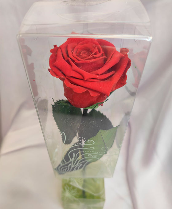 Rosa Preservada con Tallo