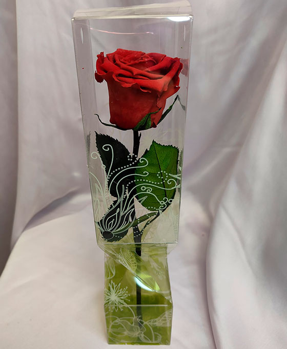 Rosas Rojas para san valentin Rosa Preservada con Tallo