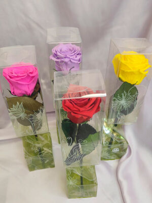 Rosas para San Valentin Rosa Preservada con Tallo